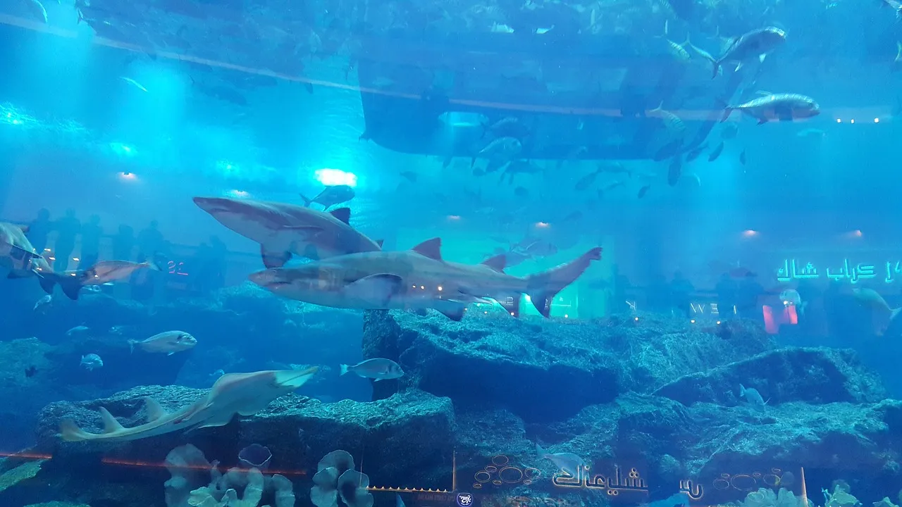 Aquarium et Zoo Sous-marin de Dubai requins à dubai mall