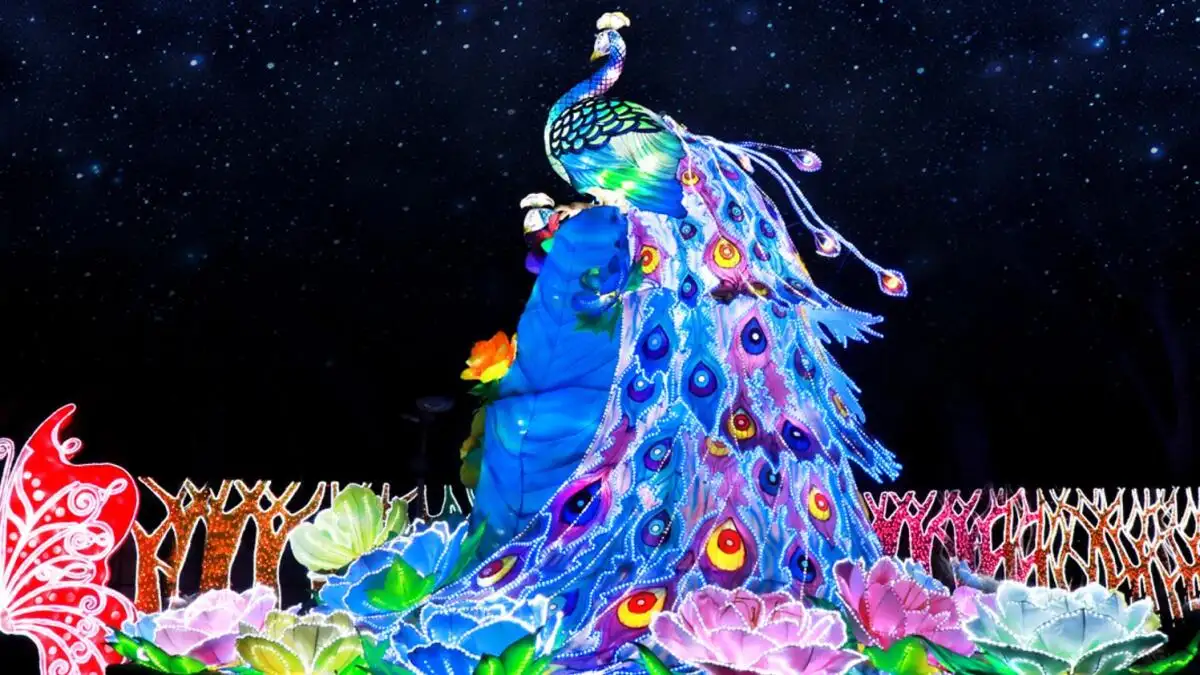 Paon lumière Dubai Garden Glow