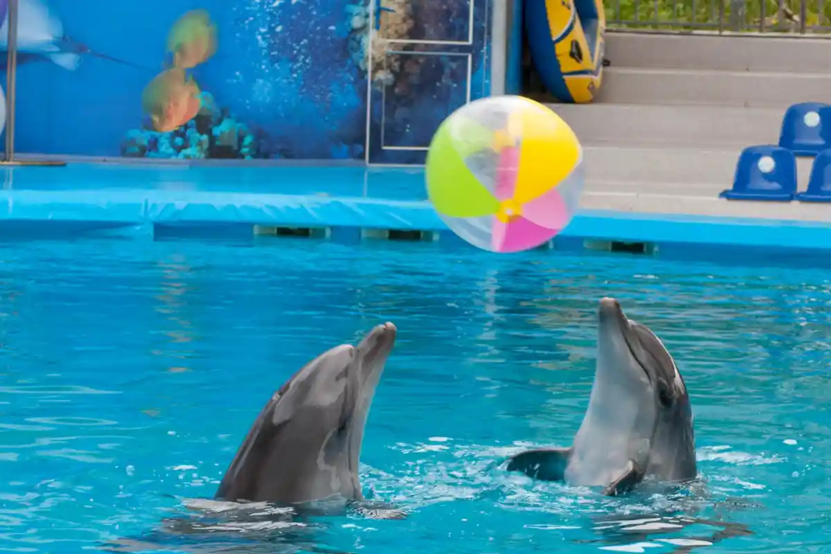 dauphins jouant au balon au Dubaï dolphinarium