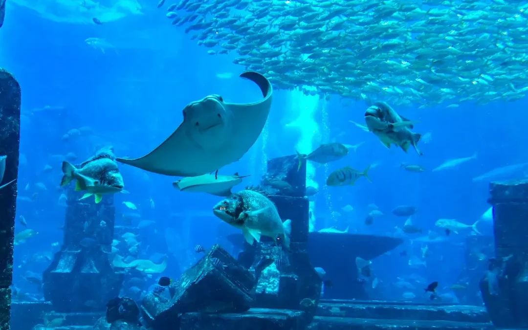 Les aquariums de Dubaï : Toutes les informations importantes