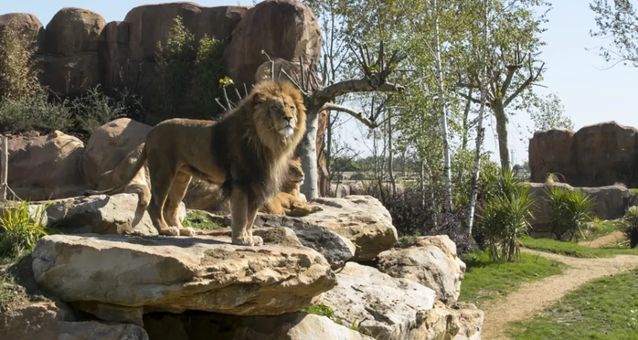 Lyon sur un rocher dans un zoo